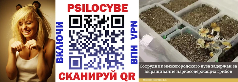 Псилоцибиновые грибы прущие грибы  Цимлянск 